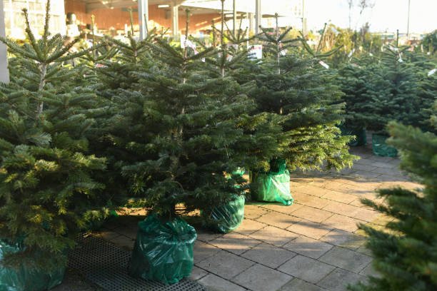Cheap Real Christmas Trees Price & Buying Guide